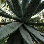 Aloe marlothii Vivejo