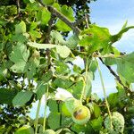 Quercus robur Mbuma