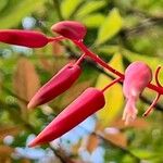 Quassia amara Flor