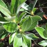 Salix helvetica Egyéb