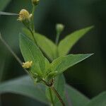 Acmella uliginosa Leaf