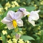 Solanum linnaeanum പുഷ്പം