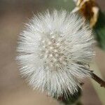 Agoseris apargioides Плод