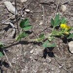 Medicago scutellata Habit