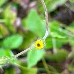 Hieracium triste Flower