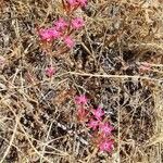 Pistorinia hispanica Flower
