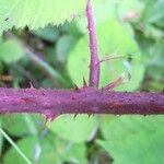 Rubus scabripes പുറംതൊലി