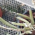 Coelogyne ovalis Leaf