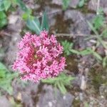 Valeriana lecoqiiപുഷ്പം