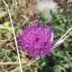 Cirsium acaulon Otro