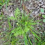 Ellisia nyctelea Floare