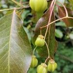 Euonymus carnosus Fruit