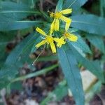 Senecio ovatus Flower