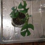 Monstera minima Blatt