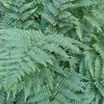 Dryopteris expansa List