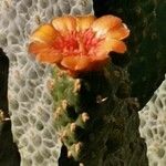 Consolea rubescens Flor