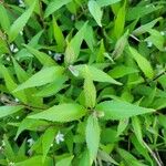 Deutzia gracilis Frunză