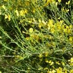 Genista cinerea Other