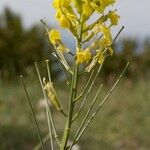 Erysimum montosicola Alia