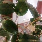 Camellia oleifera List