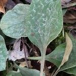 Antennaria neglecta ᱥᱟᱠᱟᱢ