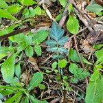 Geum canadense Blad