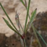 Silene nocturna Lapas