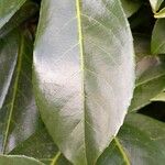 Prunus laurocerasus Leaf