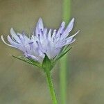 Knautia integrifolia Flower