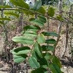 Cassia grandis Folha