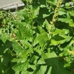 Chenopodium bonus-henricus Leaf