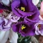 Eustoma exaltatum Cvet