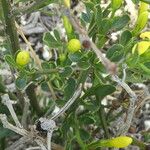 Chrysojasminum fruticans Bark