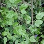 Clematis virginiana Hoja