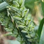 Triticum aestivum Fruit