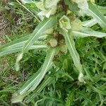 Campanula thyrsoides Blatt