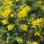 Acacia dealbata Flower