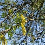 Quercus palustris Kvet