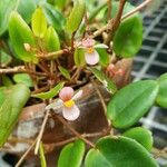 Begonia elaeagnifolia 花