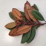 Argophyllum grunowii Leaf