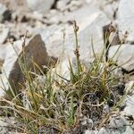 Carex glacialis عادت داشتن