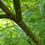 Salix gracilistyla Bark