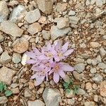 Colchicum cupanii Квітка