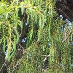 Juniperus cedrusBlad