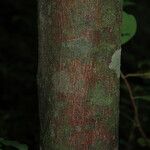 Cinnamomum burmanni പുറംതൊലി