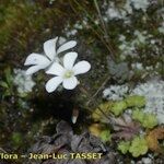 Saxifraga corsica Habitus