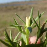 Sabatia campestris موطن