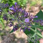 Buddleja japonicaŽiedas