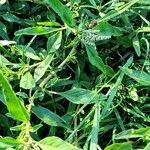 Amaranthus muricatus Fruit