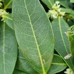 Osmanthus decorus Blatt